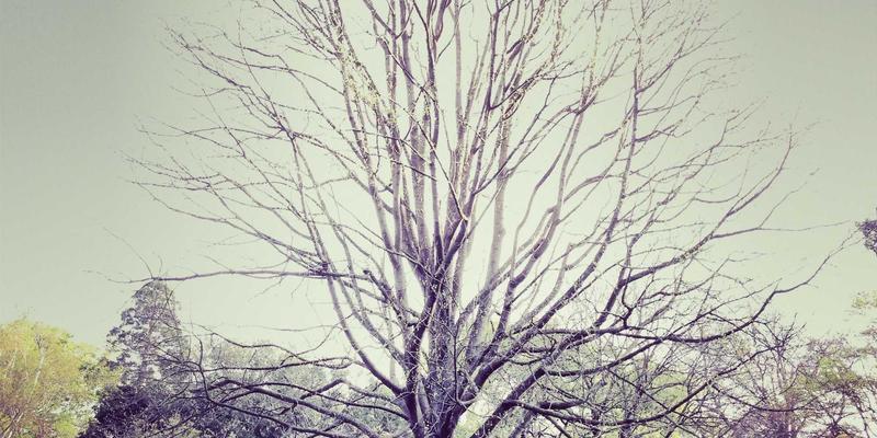 深圳中金德与银行黄金业务的差异化竞争分析：专业服务商如何重塑贵金属交易价值