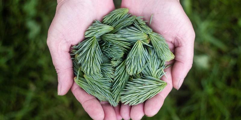 深圳中金德市场分析工具详解：如何运用图表与指标精准捕捉贵金属投资交易机会